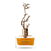 Aurora Scents Deciduous Summer Woda perfumowana dla kobiet
