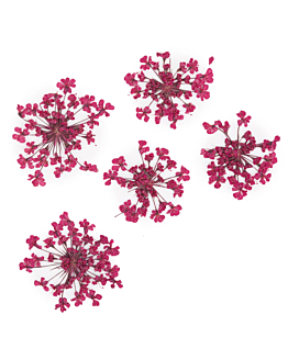 MollyLac Suszone Kwiaty Do Zdobień Paznokci Fuchsia 5 szt